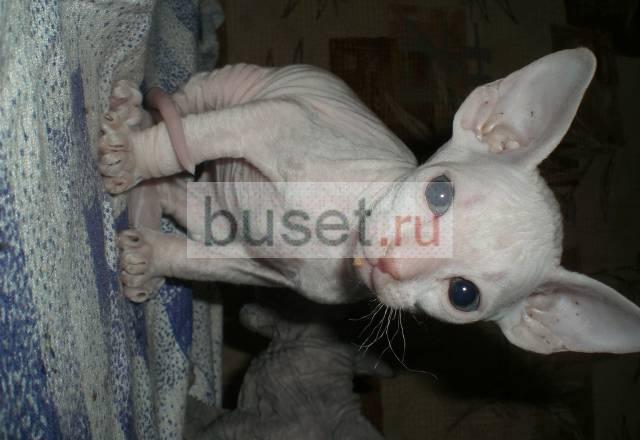 Котята донского сфинкса Санкт-Петербург