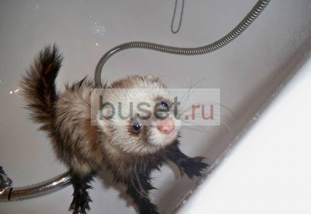 Продам хорька с клеткой Москва