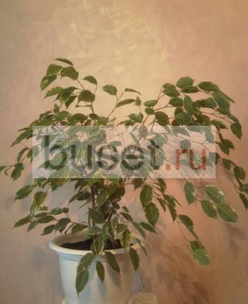 Фикус Красноярск