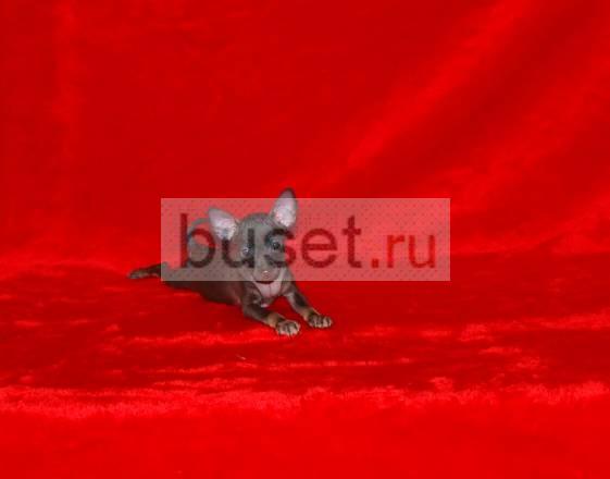 Щенок Русского Тоя Москва