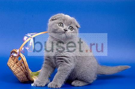 Шотландские вислоухие котята Москва