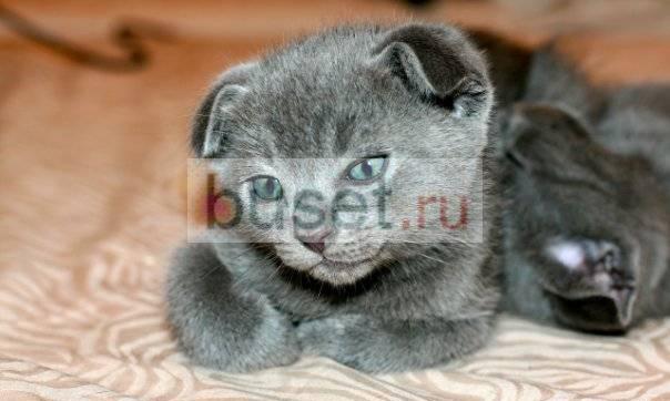 Шотландские вислоухие котята голубоко окраса Санкт-Петербург