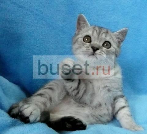 Британские Котята Вискасных окрасов Санкт-Петербург