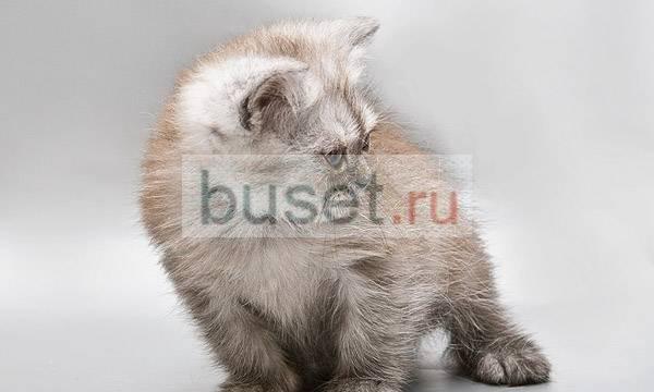Продается   Экзотическая девочка Санкт-Петербург