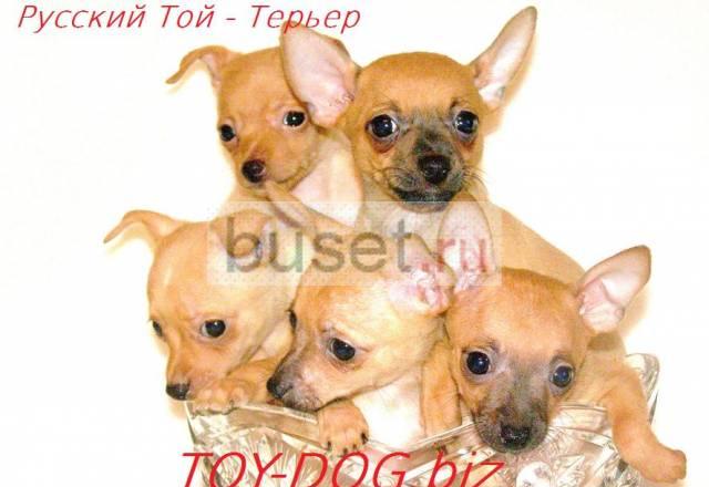 Русский той Москва