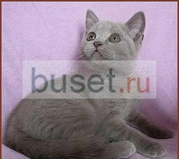 Лиловая кошечка (клубная) Санкт-Петербург