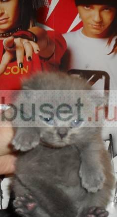 Британские Котята Красноярск