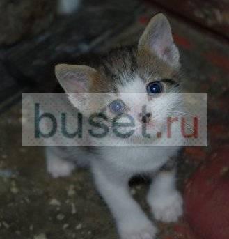Котята в добрые руки Санкт-Петербург Санкт-Петербург