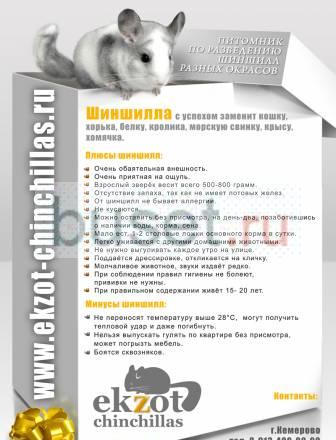 Шиншиллы в Кемерово Кемерово