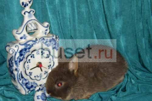 Цветной карлик шоколадно-подпалый, самка Москва