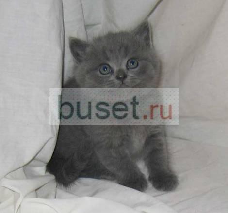 Британские и шотландские вислоухие котята Москва