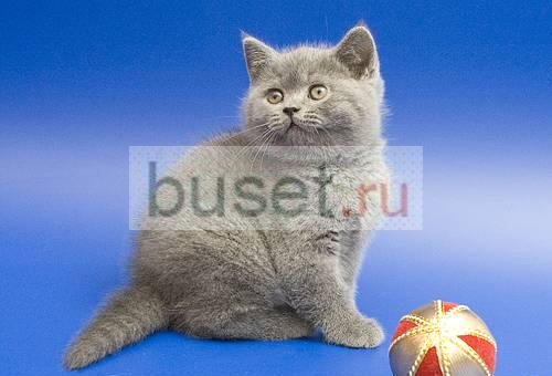 Продам шотландских вислоухих и прямоухих котят Красноярск