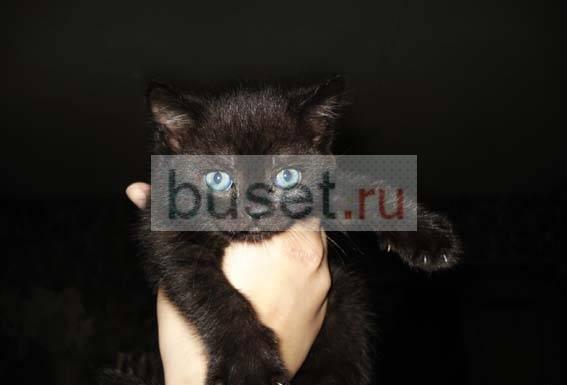 Плюшевые котята Челябинск