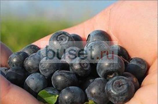 Черника Москва