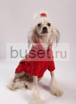 Продам щенка китайки Красноярск