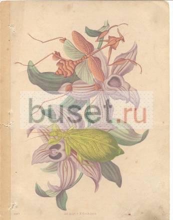 Гравюры старинные Москва