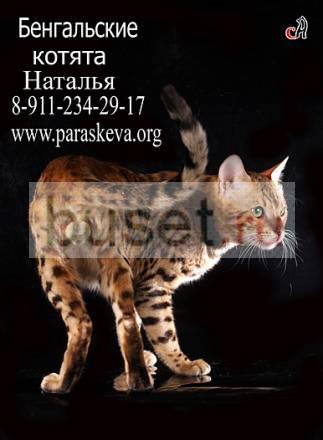Бенгальские котята Санкт-Петербург