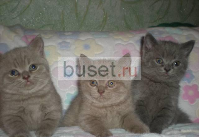 Котята британские Челябинск