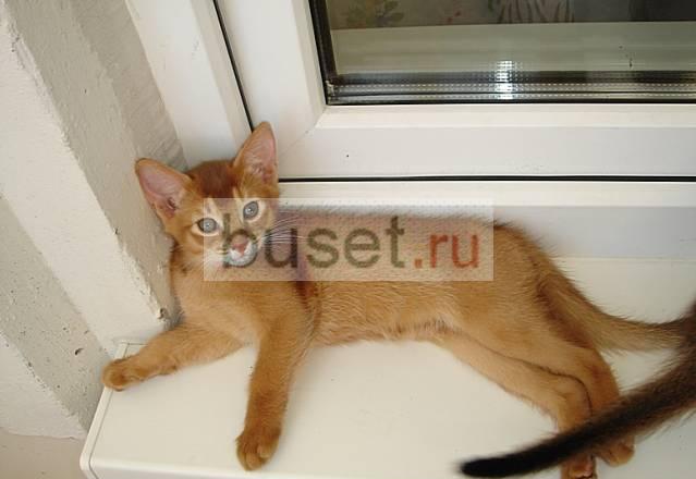 Абиссинские котята - готовы сегодня быть у Вас Москва