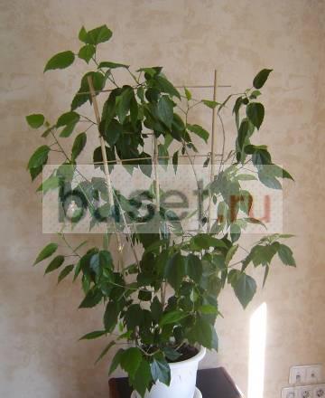 Гибискус. (hibiscus). китайская роза Красноярск