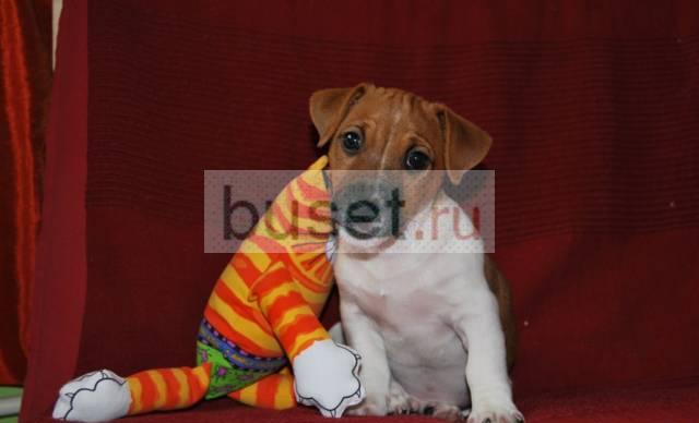 3-хмесячный щенок дрт Москва