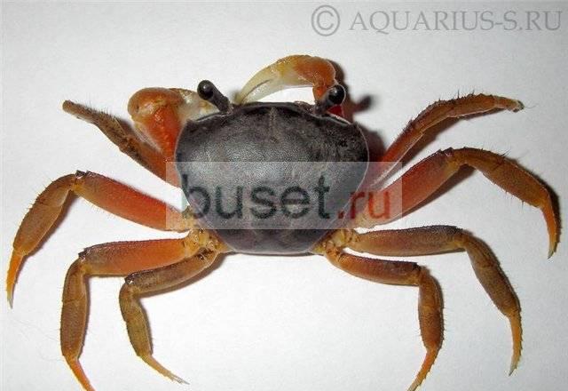 Радужный краб (Cardisoma armatum) Москва