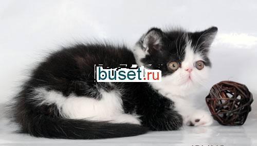 Экзотический короткошерстный котик Москва