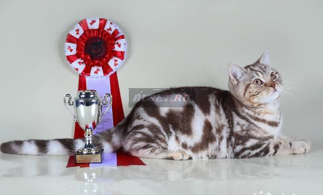 Чистокровные британские мраморные котята Санкт-Петербург