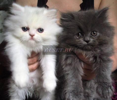 3 персидские красавицы, 2 мес Москва