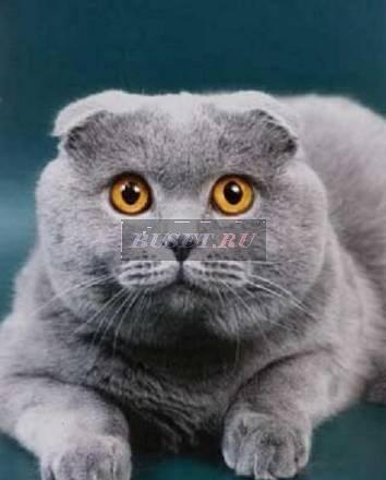 Шотландский вислоухий кот приглашает на вязку Москва