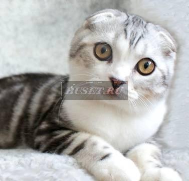 Шотландский вислоухий котик П-К mramur Тамбов