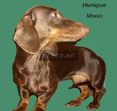 Элитная такса стандартная кофейная г/ш подрощенная Москва