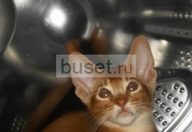 Абиссинский котенок. Недорого Нижний Новгород