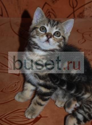 Шотландский котик Москва