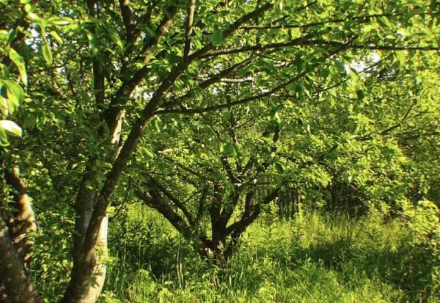 Участок 6 сот. с плодовыми деревьями Кольчугино