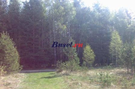 Участок в сосновом бору.15 сот.Рядом с г.Киржач Москва