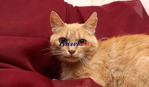 Персиковый котик Фантик  (2 г.) в добрые руки Москва