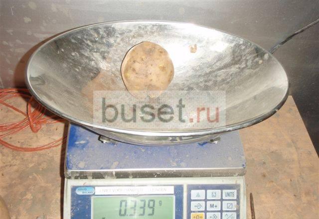 Картофель отборный, крупный нового урожая купим Москва