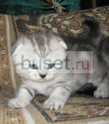 Шотландские котята фолд и страйт Москва