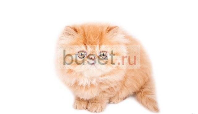 Персидский котенок Тюмень