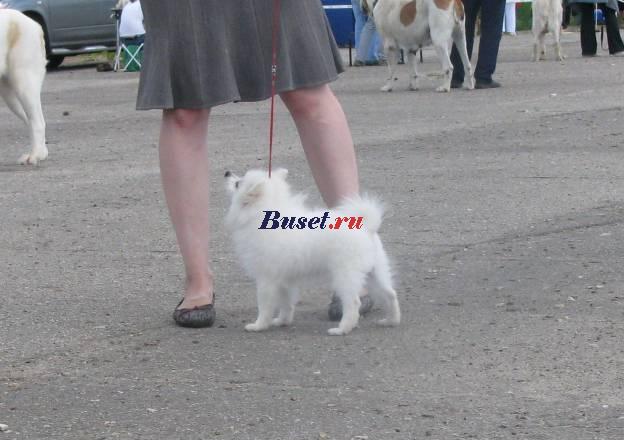 Шпиц белоснежный - щоу класса Москва