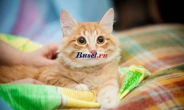 И вот появляется солнце - милашка Плюшик Москва