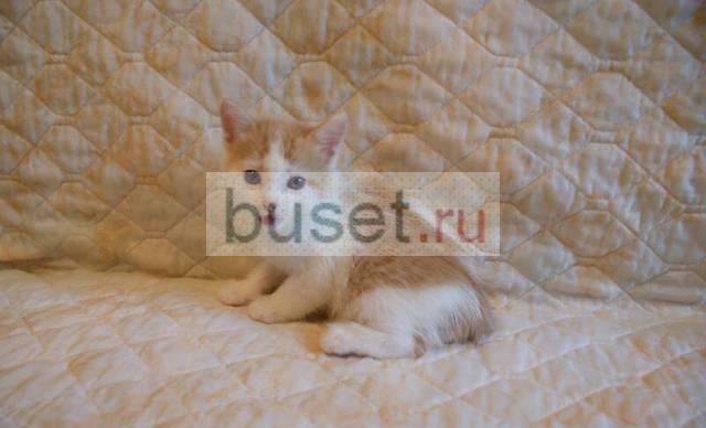 Котенок в добрые руки Новосибирск