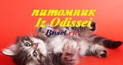Сибирские котята питомника из одиссеи Москва