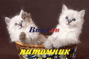 Невские маскарадные котята от чемпиона мира Москва