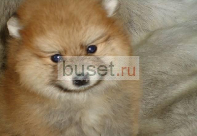 Шпиц миниатюрный померанцевый мальчик и девочка Ярославль