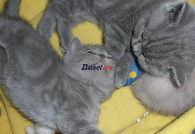 Британские котята  1,5 месяца Санкт-Петербург