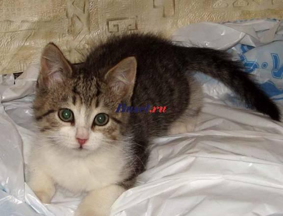 Котенок ласкуша и непоседа хочет домой Санкт-Петербург