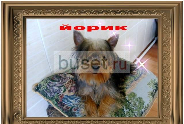 Подрощенный щенок йоркширского терьера Темрюк