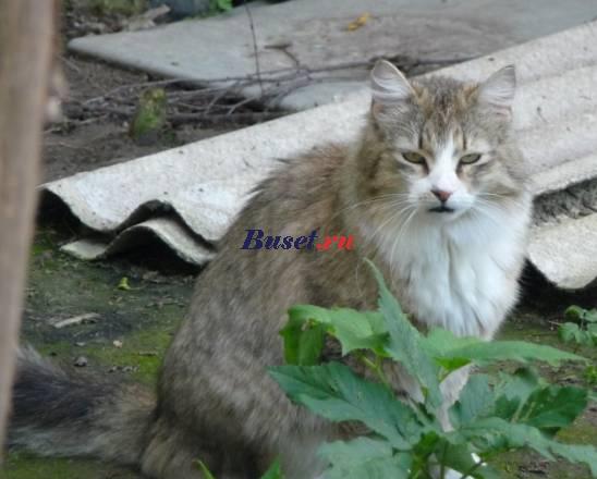 Котяра Ёршик в дар Москва